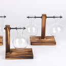 Hydroponic Terrarium Vase for Plants, Glass Bottle, Small Green Plant in a Pot for Office and Home Table Decoration.