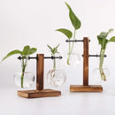 Hydroponic Terrarium Vase for Plants, Glass Bottle, Small Green Plant in a Pot for Office and Home Table Decoration.
