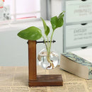 Hydroponic Terrarium Vase for Plants, Glass Bottle, Small Green Plant in a Pot for Office and Home Table Decoration.