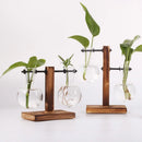 Hydroponic Terrarium Vase for Plants, Glass Bottle, Small Green Plant in a Pot for Office and Home Table Decoration.