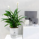 Transparent Double Layer Plastic Flower Pot Self Watering Flowerpot Cotton Rope Watering Plant Pot with Injection Port.