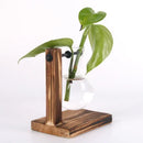 Hydroponic Terrarium Vase for Plants, Glass Bottle, Small Green Plant in a Pot for Office and Home Table Decoration.