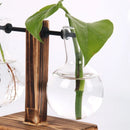 Hydroponic Terrarium Vase for Plants, Glass Bottle, Small Green Plant in a Pot for Office and Home Table Decoration.