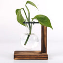 Hydroponic Terrarium Vase for Plants, Glass Bottle, Small Green Plant in a Pot for Office and Home Table Decoration.
