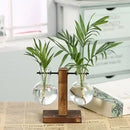 Hydroponic Terrarium Vase for Plants, Glass Bottle, Small Green Plant in a Pot for Office and Home Table Decoration.